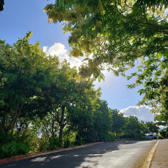 Meet your Posher, Hokulani - Picture 1 of 1